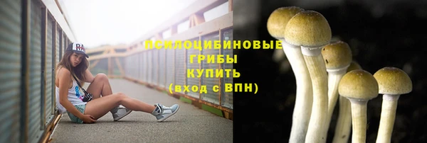 прущие грибы Абинск