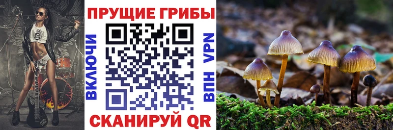 блэк спрут как зайти  Юхнов  Галлюциногенные грибы Cubensis 